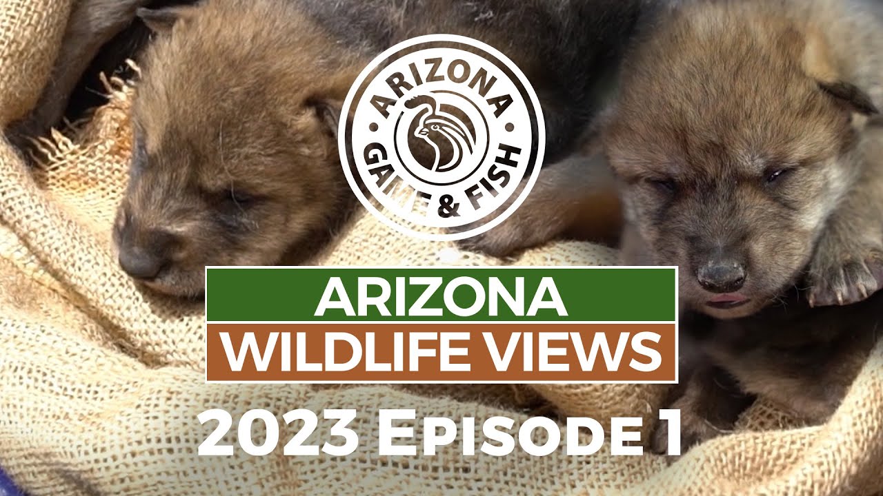 2023 Arizona Wildlife Views Episode 1 - 30 Minutes