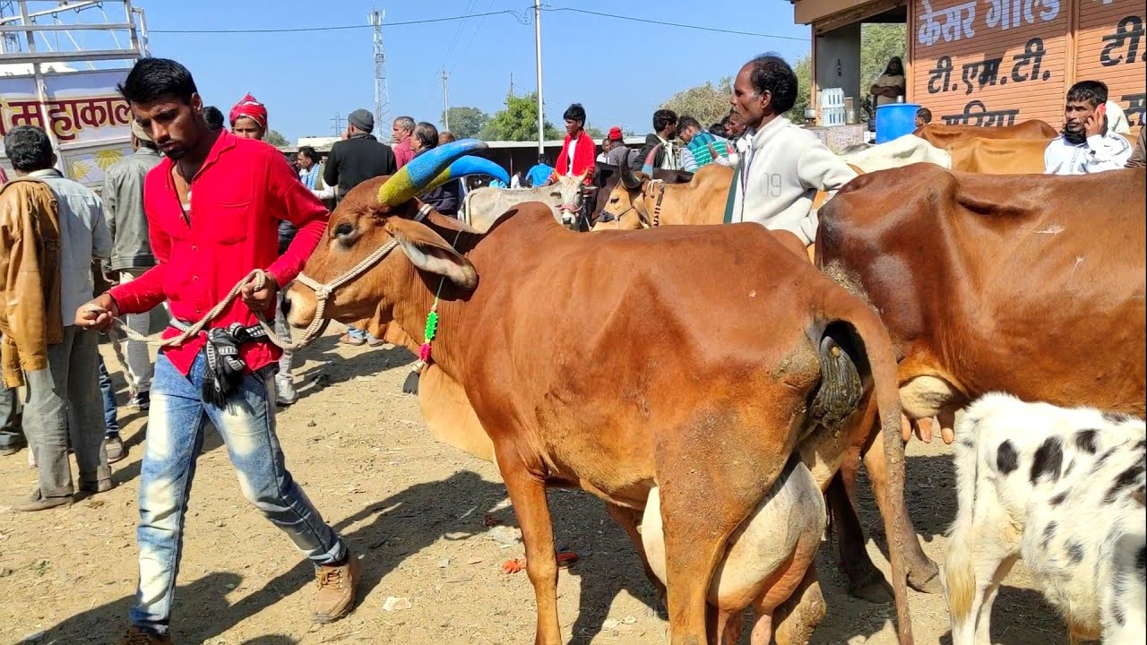 12 लीटर वाली 👌देसी गाय,मंगलवार live देपालपुर पशु मंडी ! मध्य भारत मालवा प्रांत की सबसे बड़ी पशु मंडी