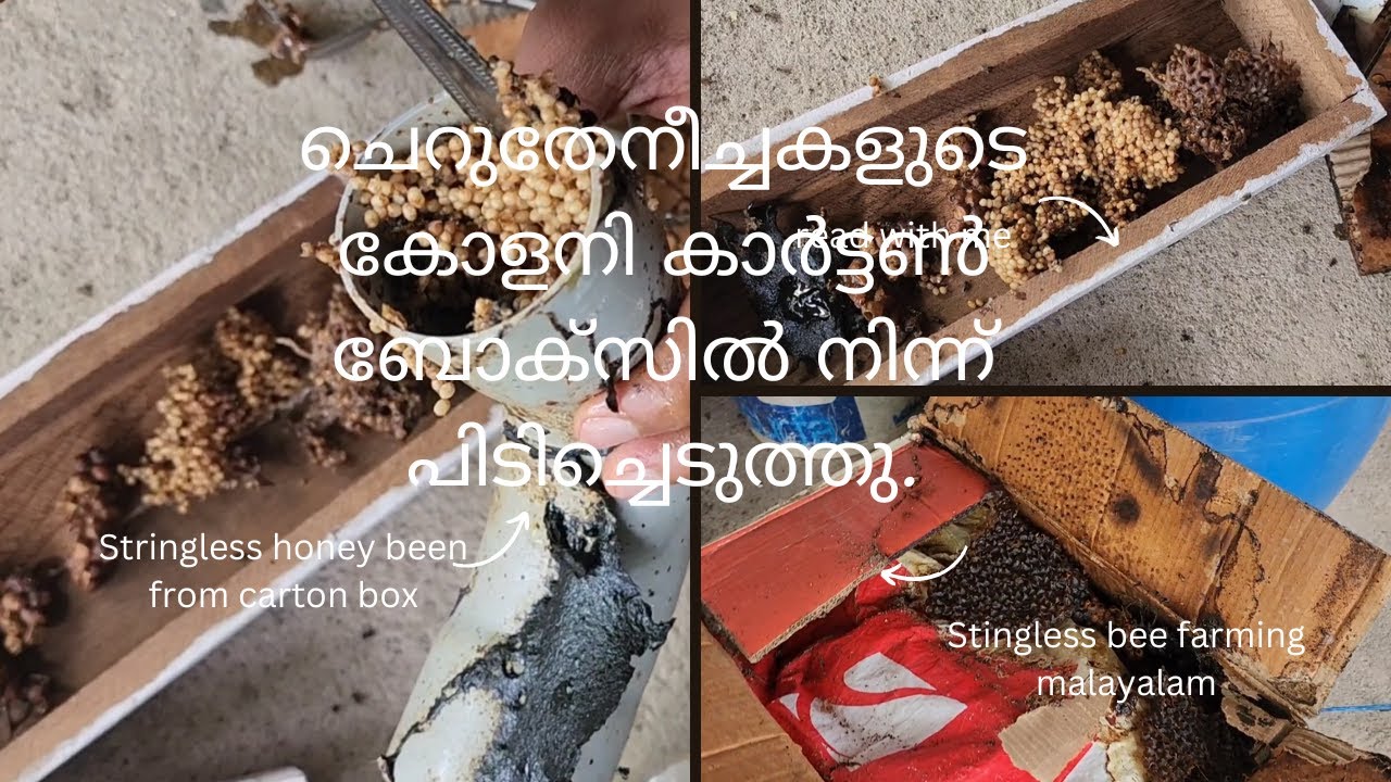 ചെറുതേനീച്ചകോളനി carton box നിന്ന് പിടിച്ചെടുത്തു | Small honey Bee| Stingless bee farming malayalam