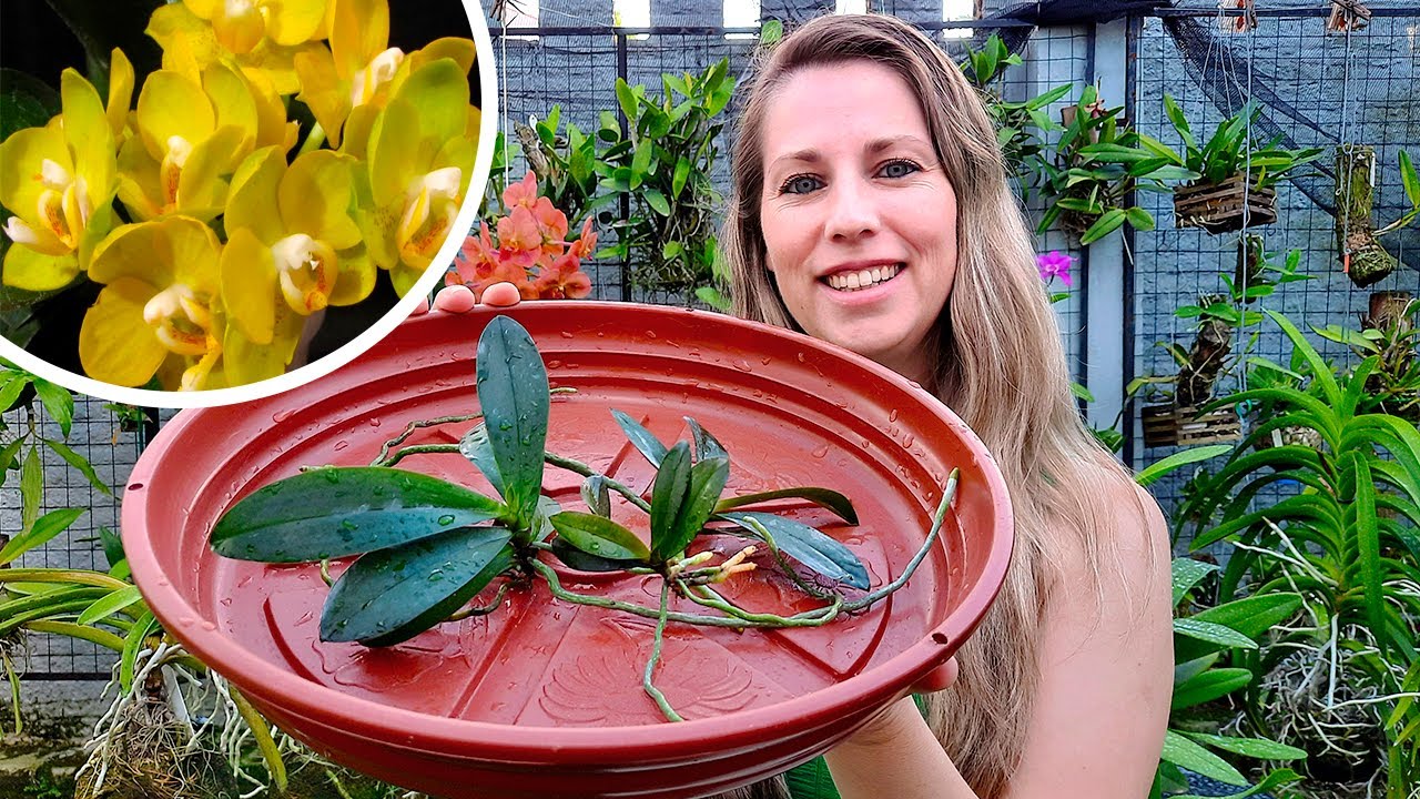 PLANTEI ASSIM AS MUDAS DA ORQUÍDEA PHALAENOPSIS JOY SPRING CANARY A VERDADEIRA