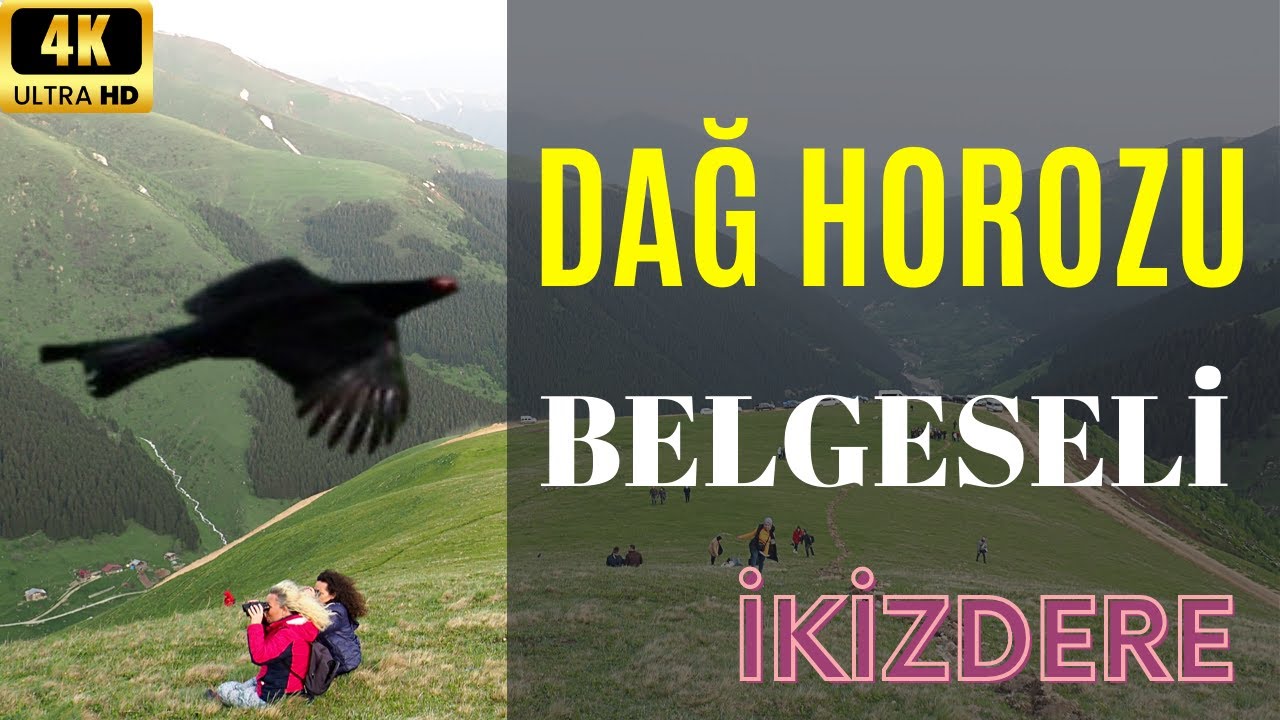 İkizdere Dağ Horozu Belgeseli 4K MUHTEŞEM İKİZDERE  SİVRİKAYA K&Ouml;Y&Uuml; OVİT