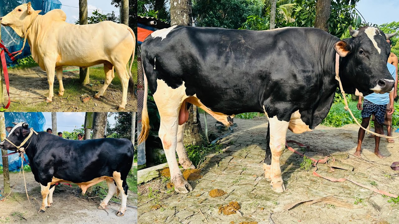 বের হয়েই তান্ডব শুরু করলো কোরবানির জন্য লালন পালন করা দুইটা গরু লালু এবং কালু - Qurbani Fest 14