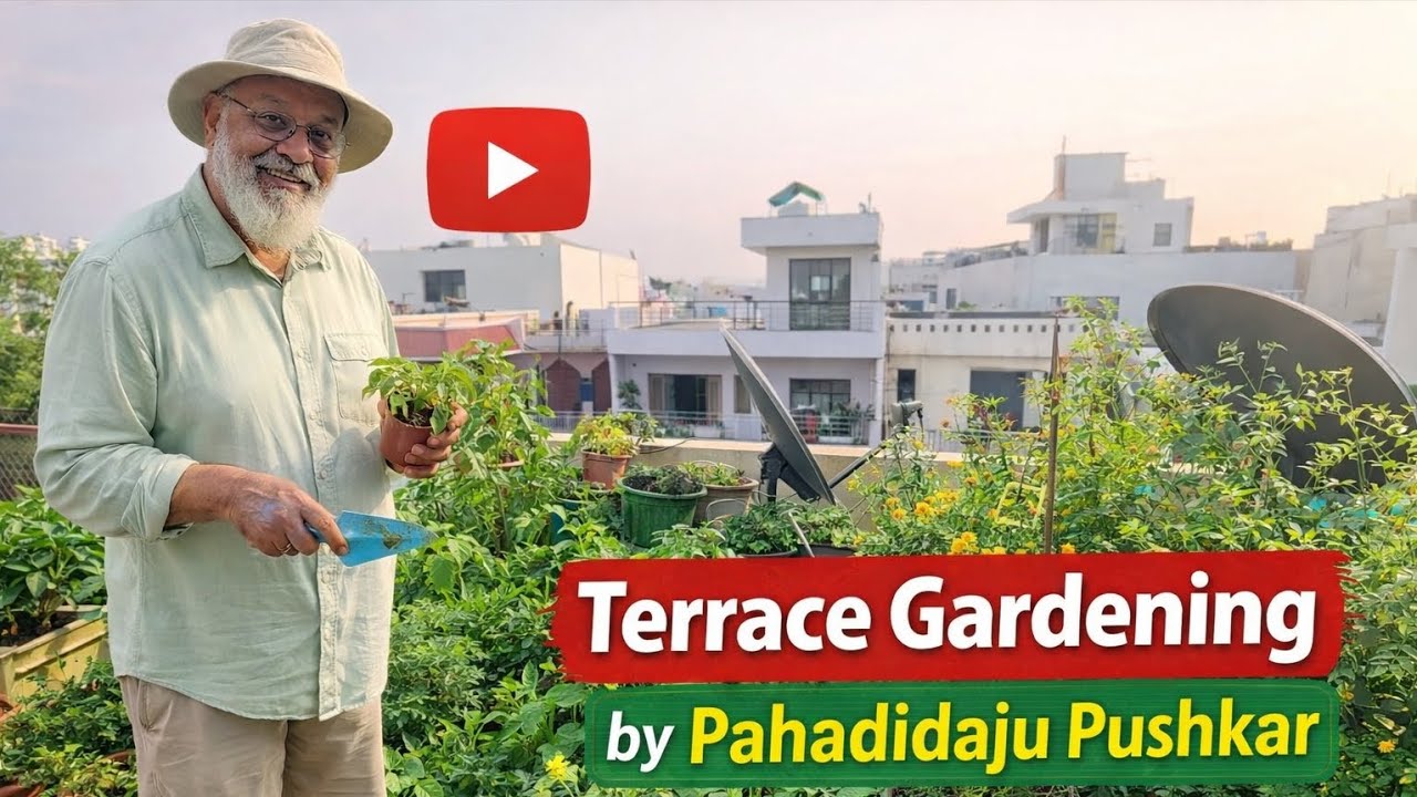 Terrace Garden harvesting #pahadidajupushkar #trending #terracegarden #organic #gardening #viral 