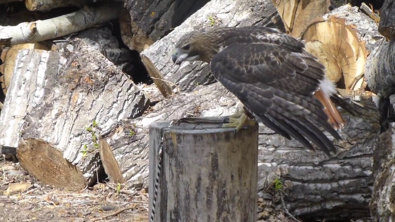 Red-Tailed Hawk Feeding, Handling, and Flight Training Procedure