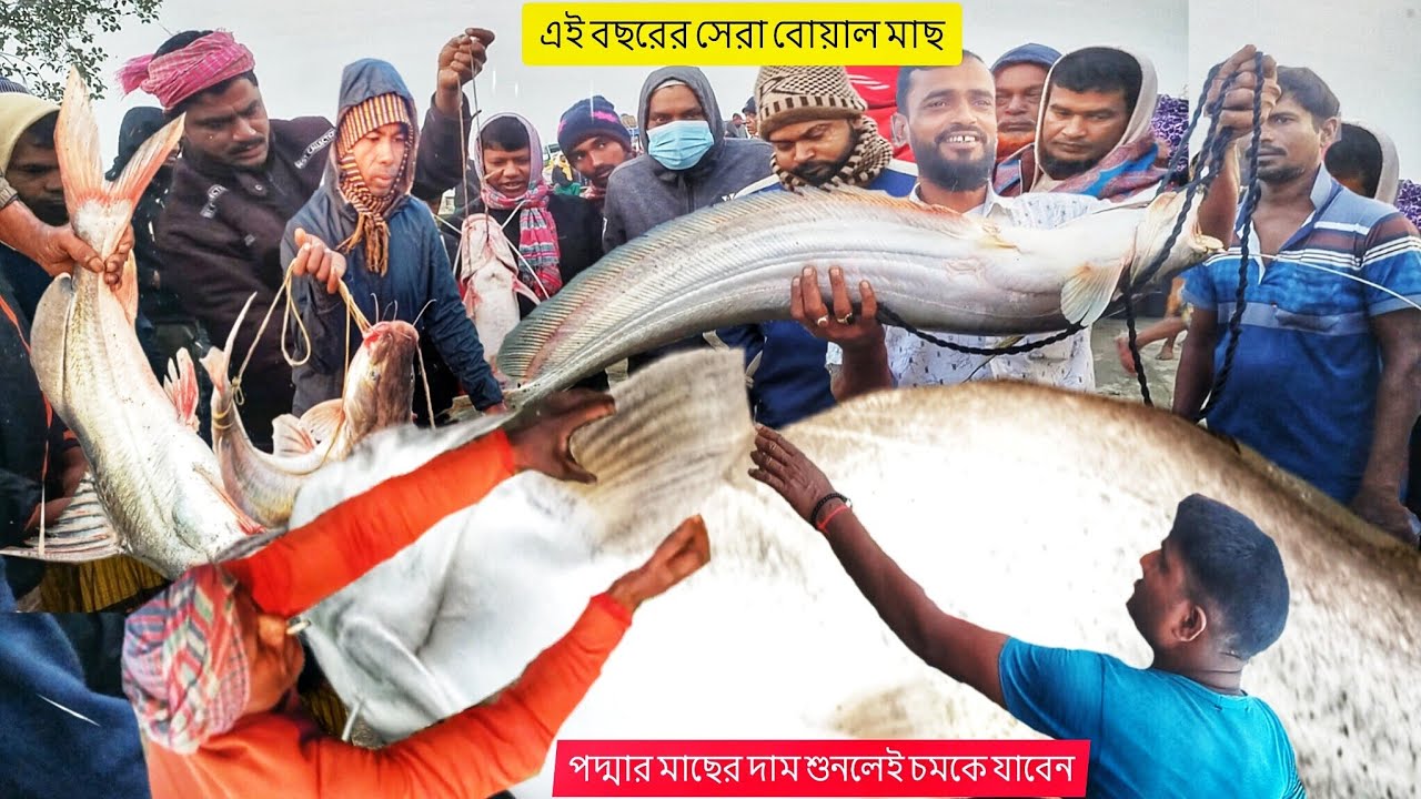 এই বছরের পদ্মার সেরা বিশাল বড় বোয়াল মাছ আইর মাছ আজকের বাজারের দাম অবাক করা দাম