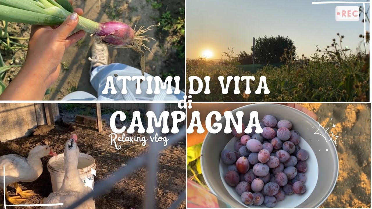 VITA DI CAMPAGNA 🌱MOMENTI CASALINGHI 🫧🌟 RACCOLGO FRUTTA E VERDURA 🥬 LE GALLINE HANNO FAME 🐔