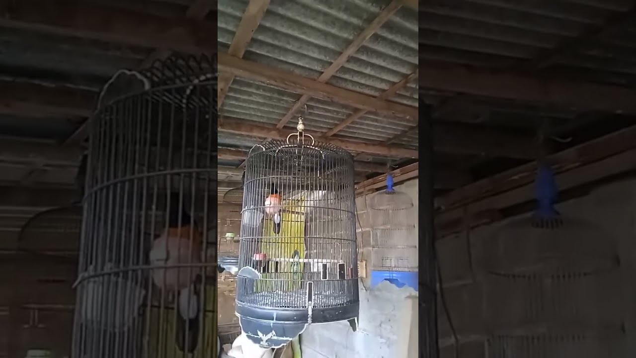AKUGUKGUK sedang live burung