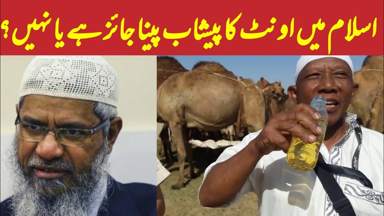 Drinking camel urine in Islam | benefits of camel urine | dr zakir naik | deen dunya