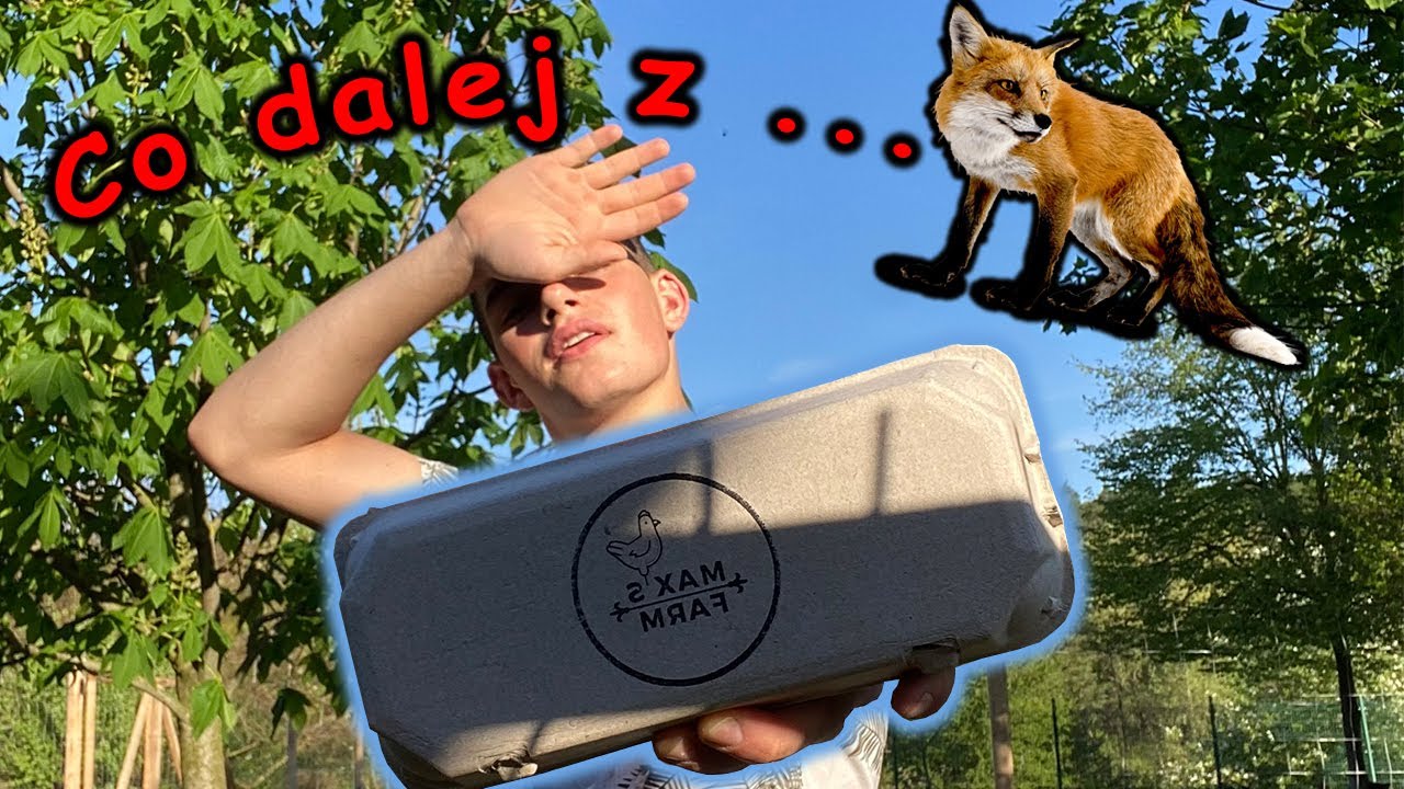 CO DALEJ Z LISEM 🦊? Kaczor chroniony w kurniku !!!🦆 - Vlog 123