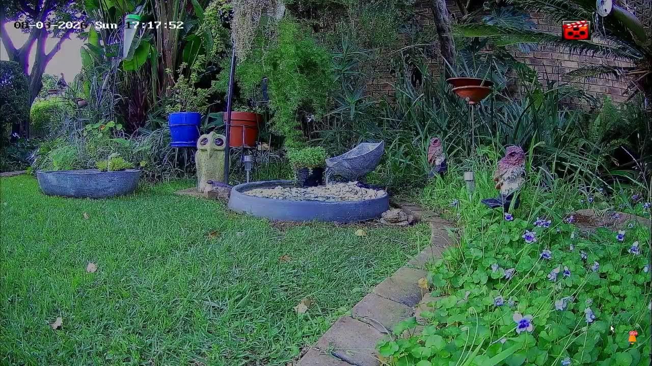 🔴 LIVE: Bird Bath Cam | Small & Large Birds Bathing in the Owl Garden (South Africa)