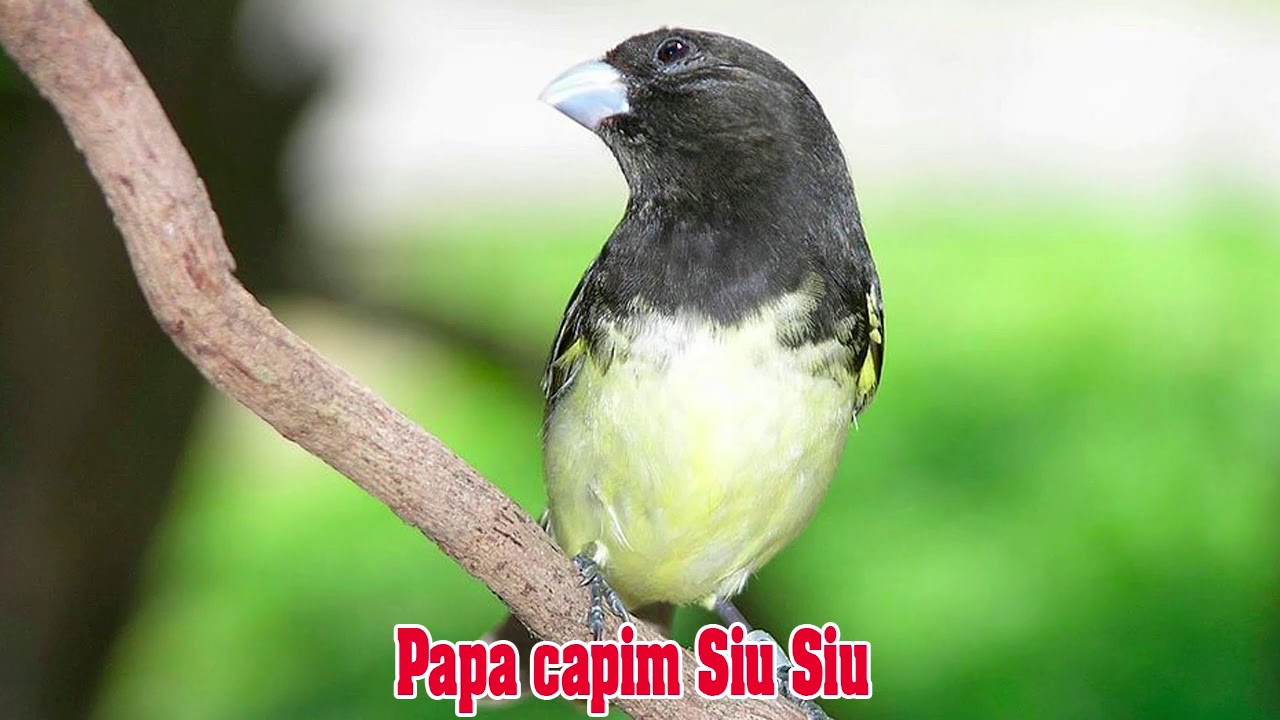 PAPA CAPIM SIU SIU 🐤 🐤 🐥 🐥