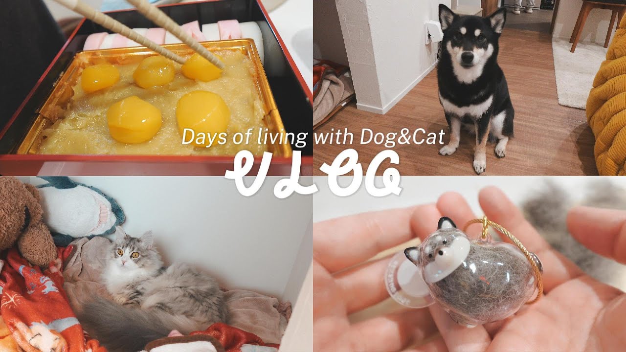 2025→2026へ🗻愛犬・愛猫と過ごす年末年始/果たして子猫は柴犬と仲良くなれるのか【VLOG】