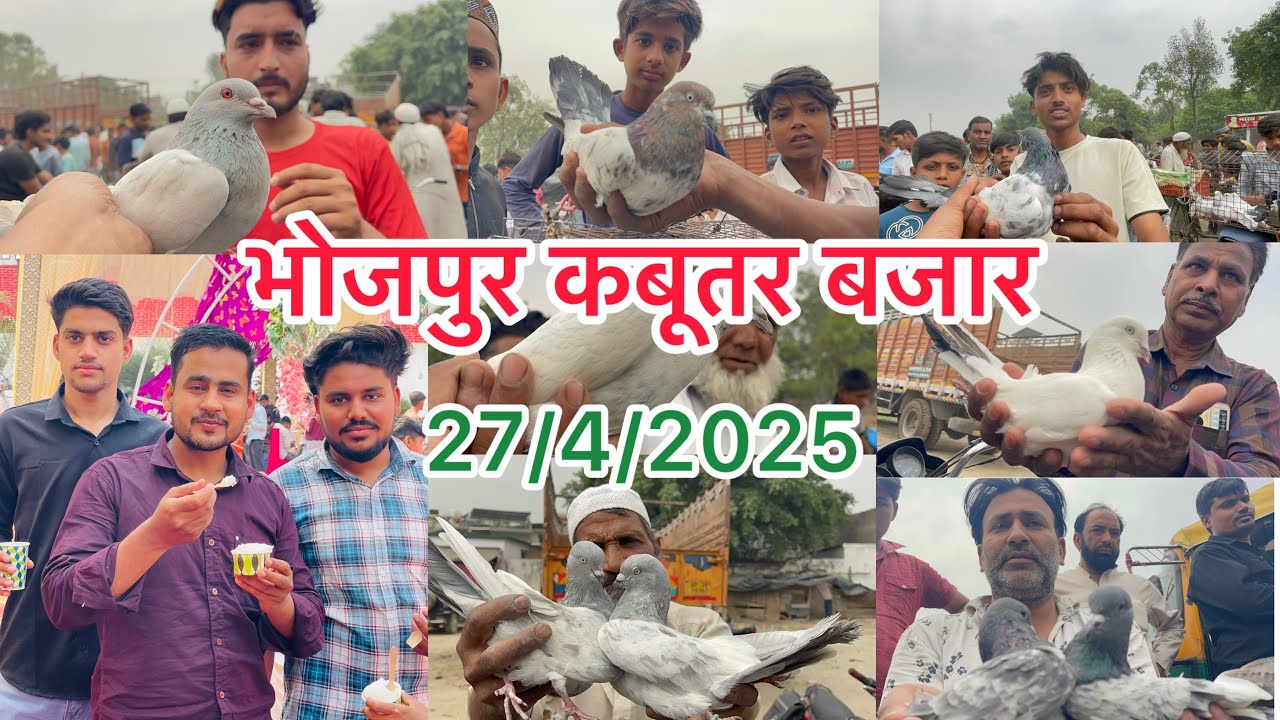 भोजपुर कबूतर बाजार Bhojpur Kabootar bajar 274/2025