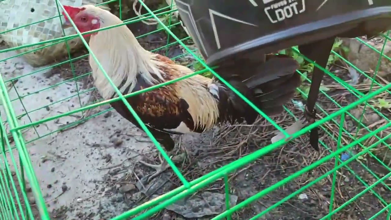 boss tony galing batngas mga manok kaya medyu mura!.