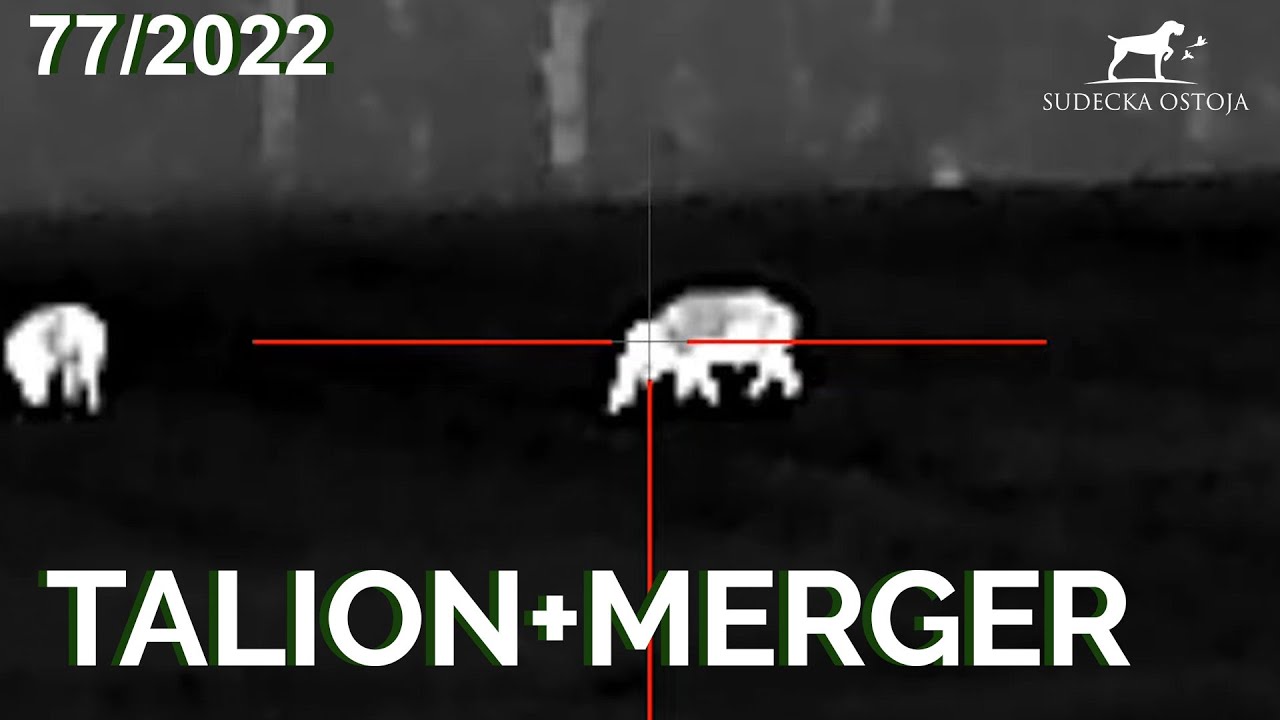 SUDECKA OSTOJA 77/2022 Polowanie na dziki. Wildboars hunting. Pulsar