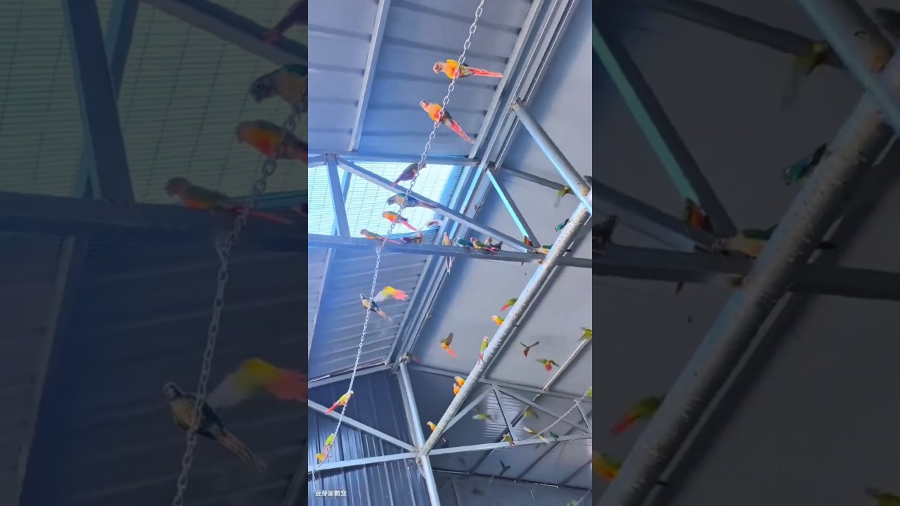 This is a large conure breeding farm. #birds #parrot #pets #parrots #cute #shorts #animals