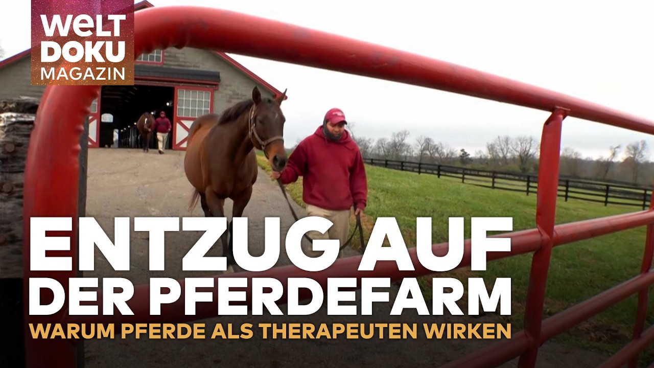 THERAPIE: Entzug auf der Pferdefarm: Warum Pferde als Therapeuten wirken
