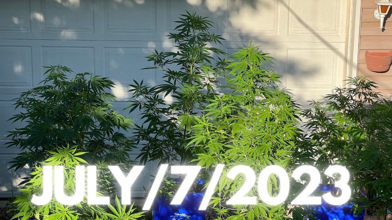 Ontario Medical Cannabis Grow Southern Ontario JULY 7 2023
