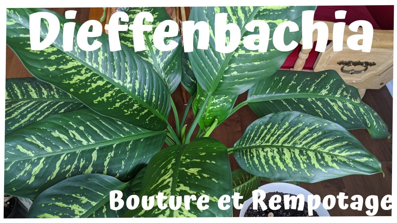 🌿Dieffenbachia : bouture et rempotage