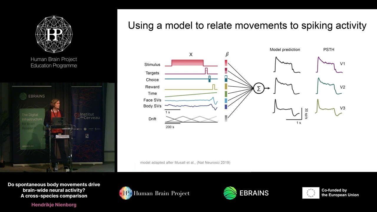Hendrikje Nienborg - Do spontaneous body movements drive brain-wide neural activity? (...)