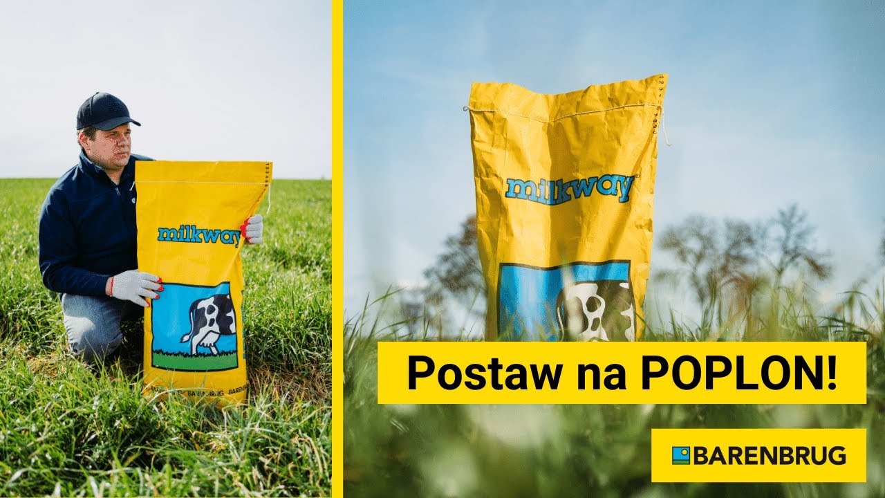 Postaw na poplon! Mieszanka B&G-13 Poplon od Barenbrug po przezimowaniu.