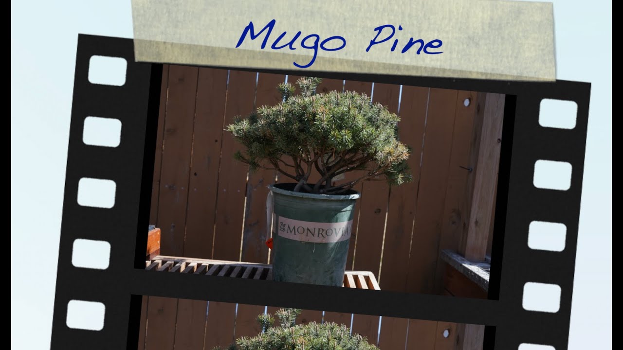 Mugo Pine:  Dave's Bonsai E104