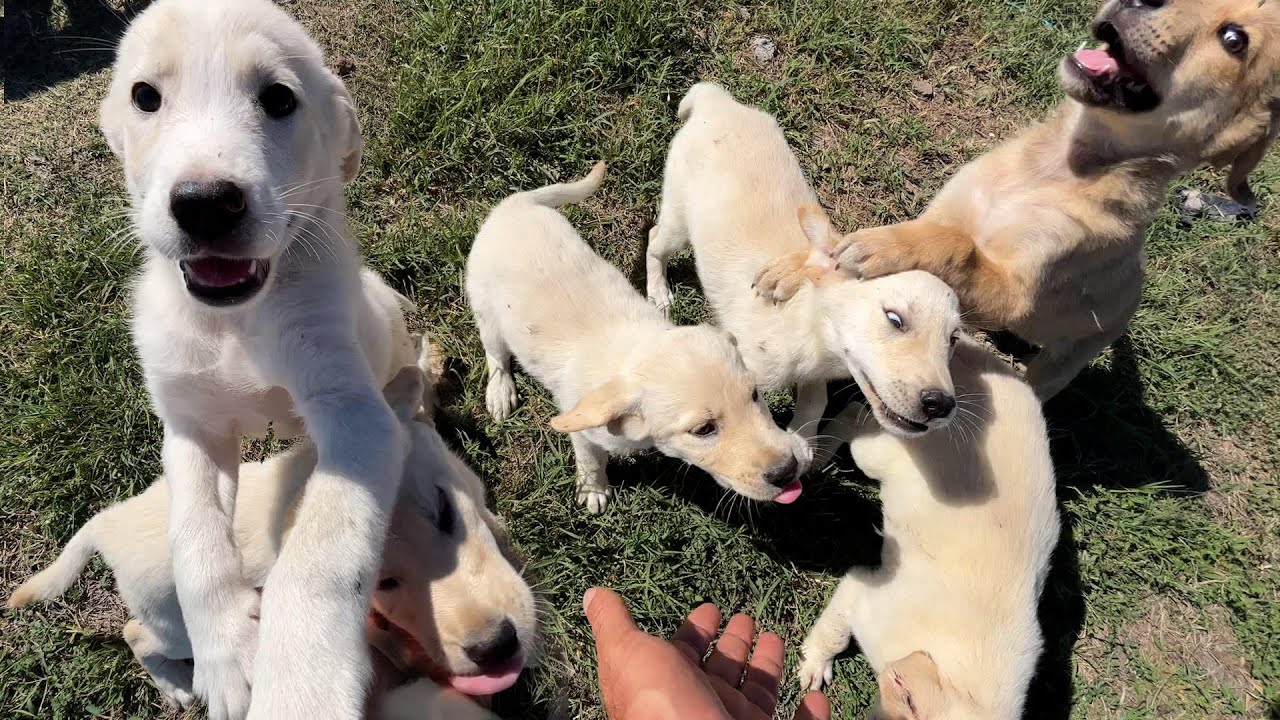 Acıkan Yavru Köpekler Bizi Yolda Karşılıyor