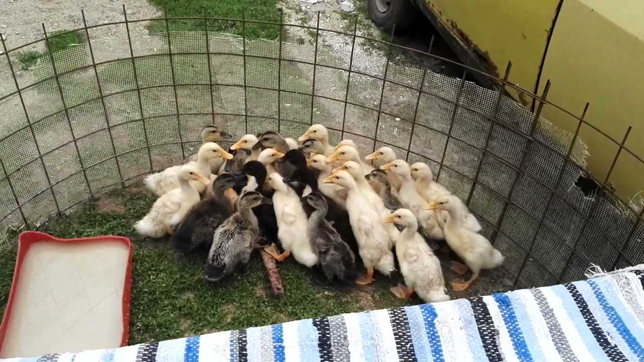 boboci rață românească