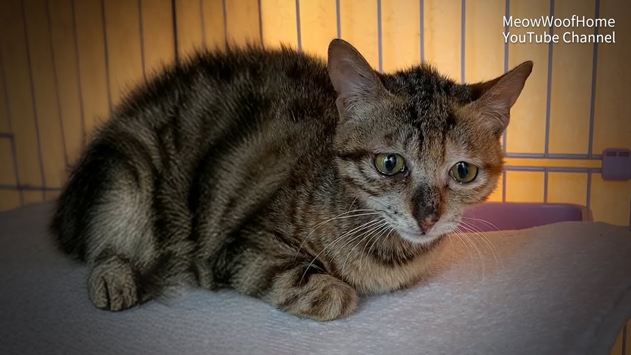 Двухлетняя Кошка, Которую Кормили, Остается Остро Острожной к Людям, Но Ищет Помощь из-за Котят