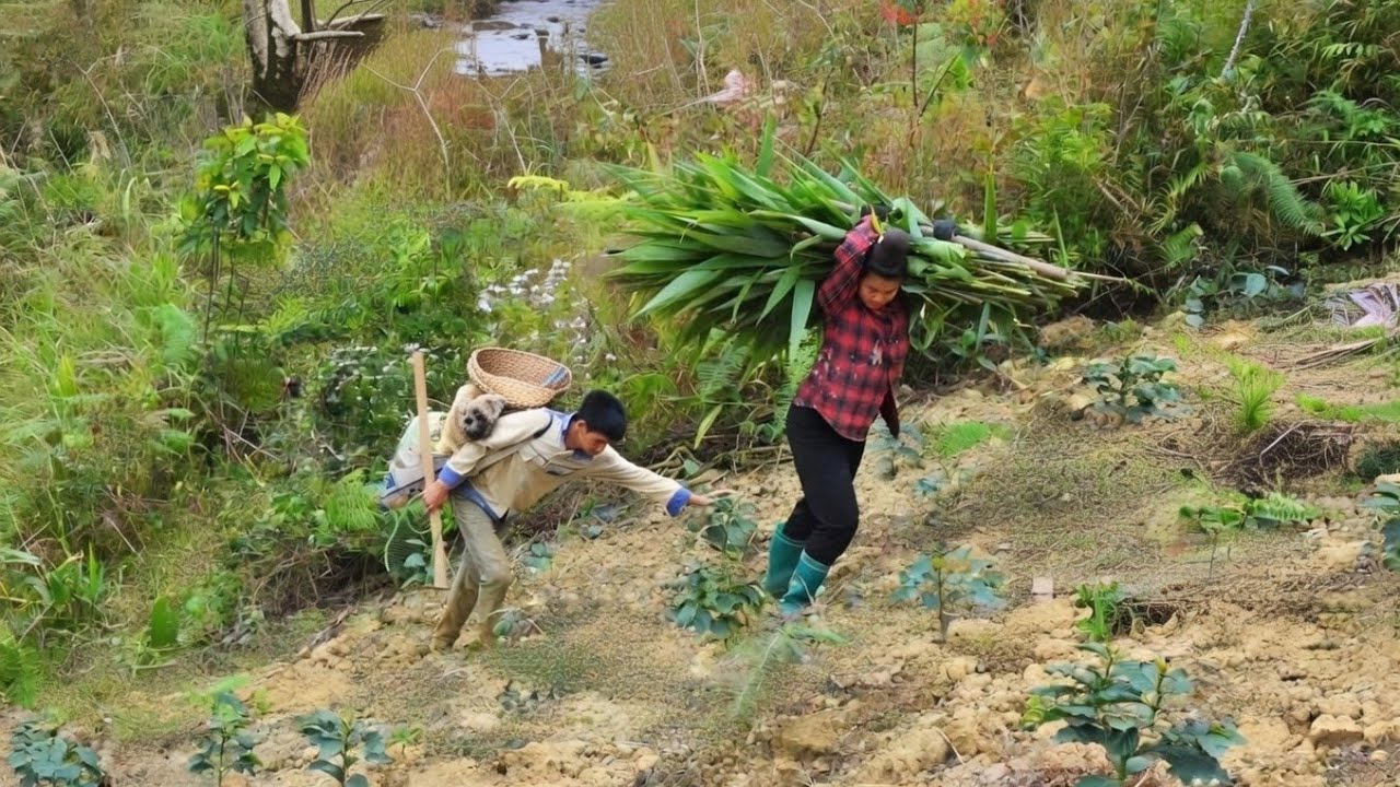 From Morning to Night, It's Just Hard Work: The Survival Secret of Mountain People