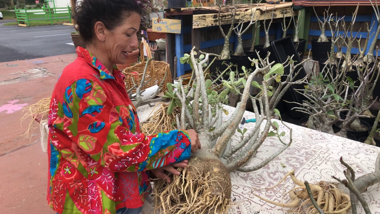 It’s not impossible to save your desert roses from root rot