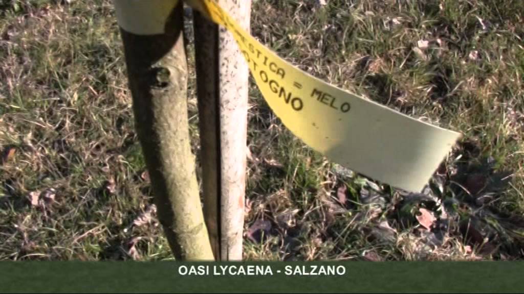 Piccoli Viaggi: l'oasi Lycaena di Salzano