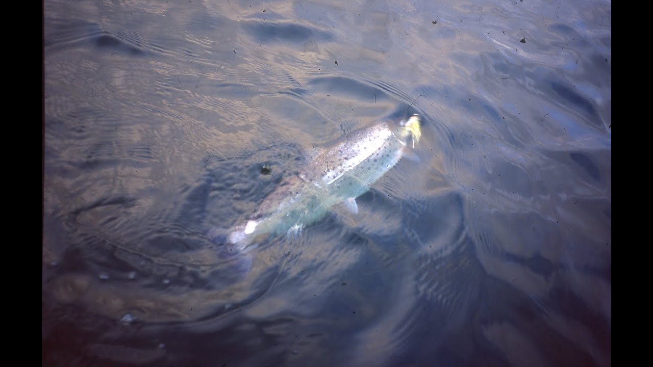 Seatrout flyfishing in the Finnish archipelago 2