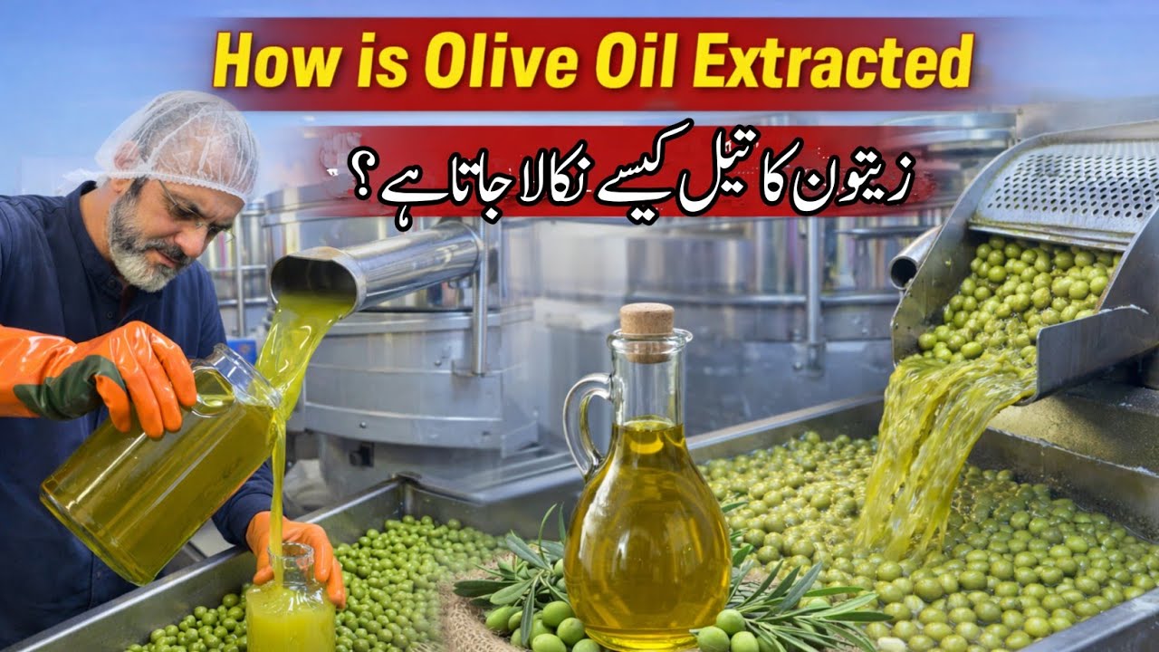 How Is Olive Oil Extracted | Zaitoon Ka Tail Kaisay Nikala Jata Hai ? | Olive Oil Extraction Process