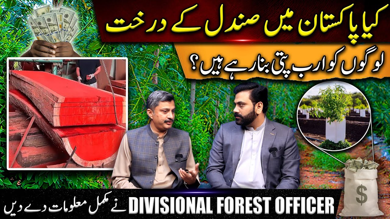 Pakistan Me Sandal K Darakht Logon Ko Kitna Ameer Bana Rhy Hn? || Asif Jatt