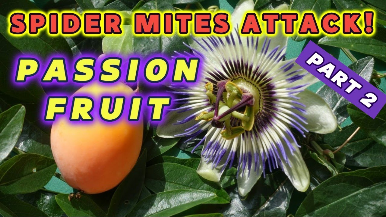 Spider Mites INVASION! SAVING My Passion Fruit in a Container 🕷️ #passionflower #passionfruit