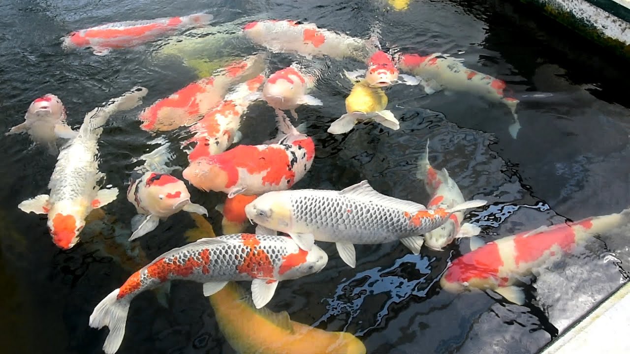 Modern Koi Blog #928 - Live from Japan: Die Zucht von Kujaku, Shusui und Kohaku