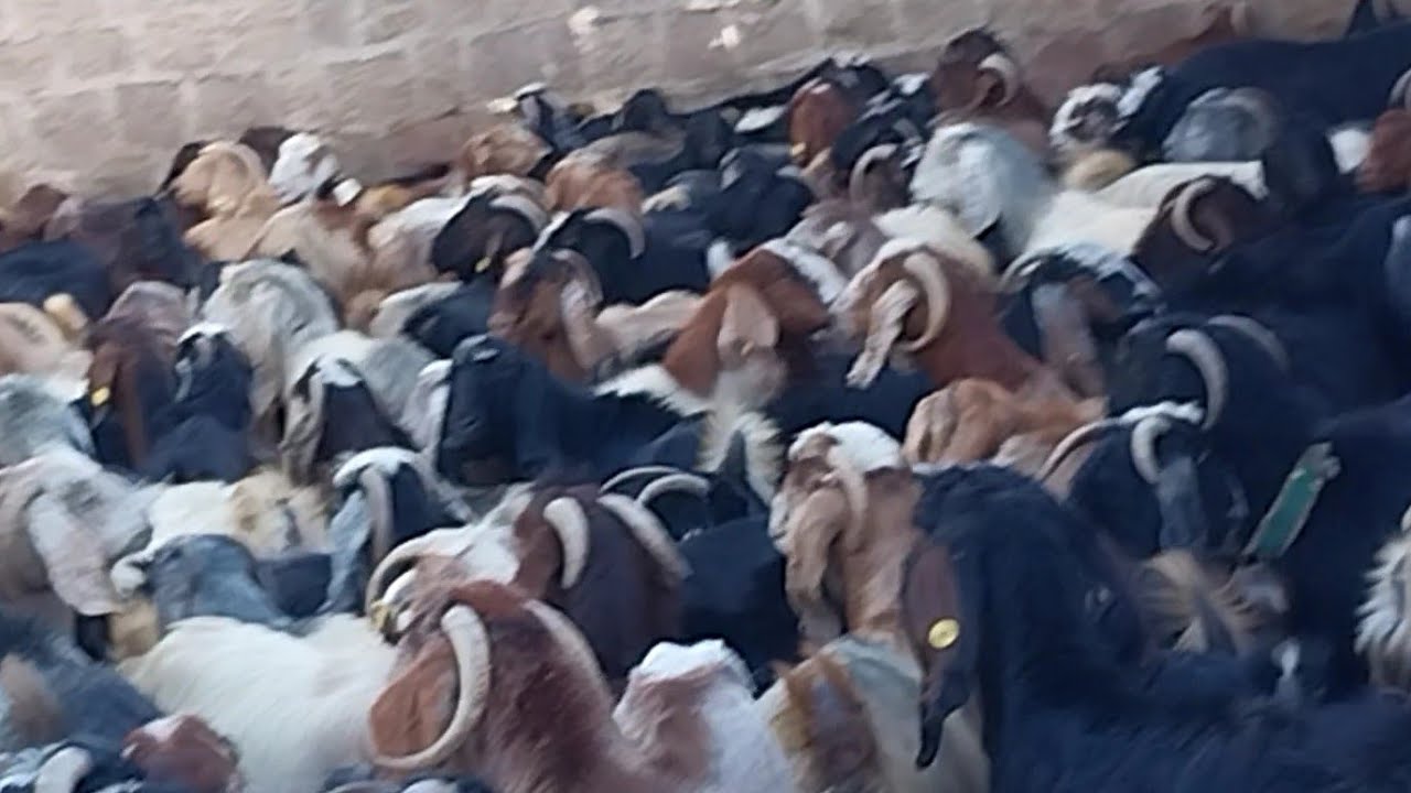 GÜNLÜK 4000 TL KAZANDIRAN KEÇİ SÜRÜSÜ