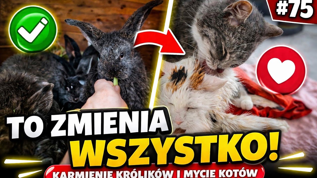 TO ZMIENIA WSZYSTKO! Karmienie królików i mycie kotów | Odc. 75