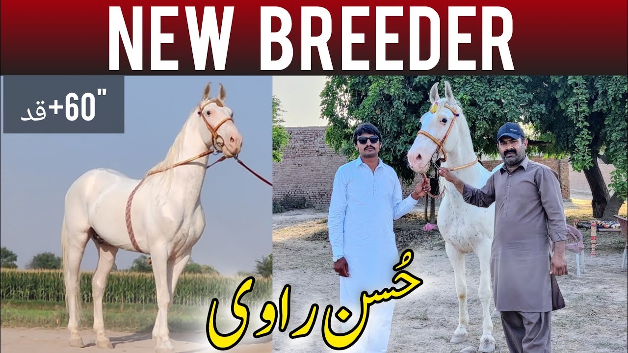 Most Beautiful Nukra Breeder Son of Mazher Bhojia line...