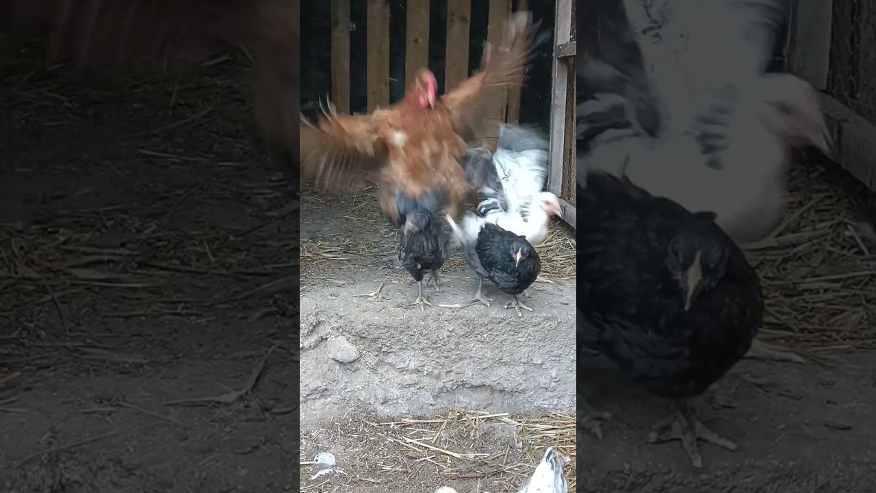 angry birds #chicken #kury