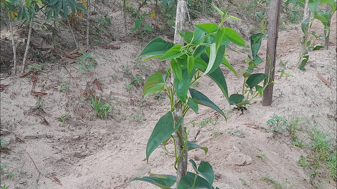 Aprenda o passo a passo de como plantar inhame de forma simples e fácil😊#hortaorgânica #inhame