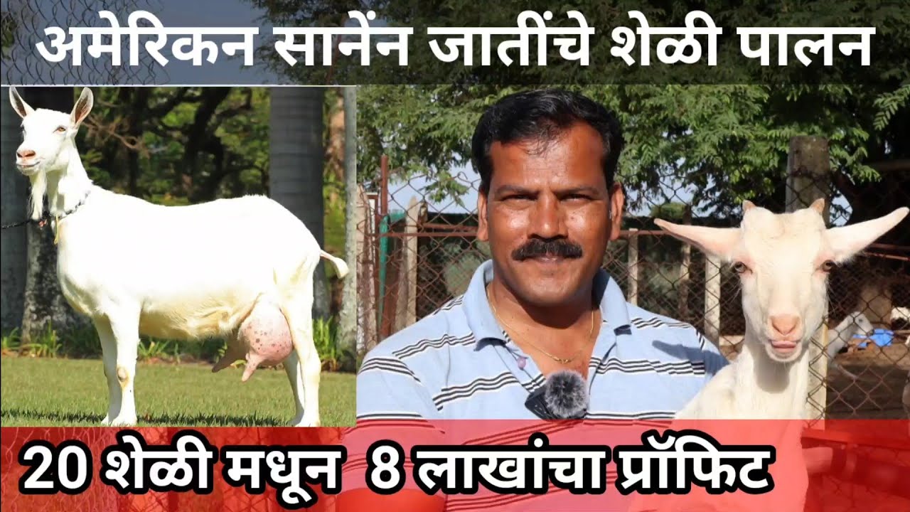 अमेरिकन सानेंन जातींच्या भरपूर दुधाच्या शेळ्या. American Sanen Milking Goat Farming Tour Karnatak