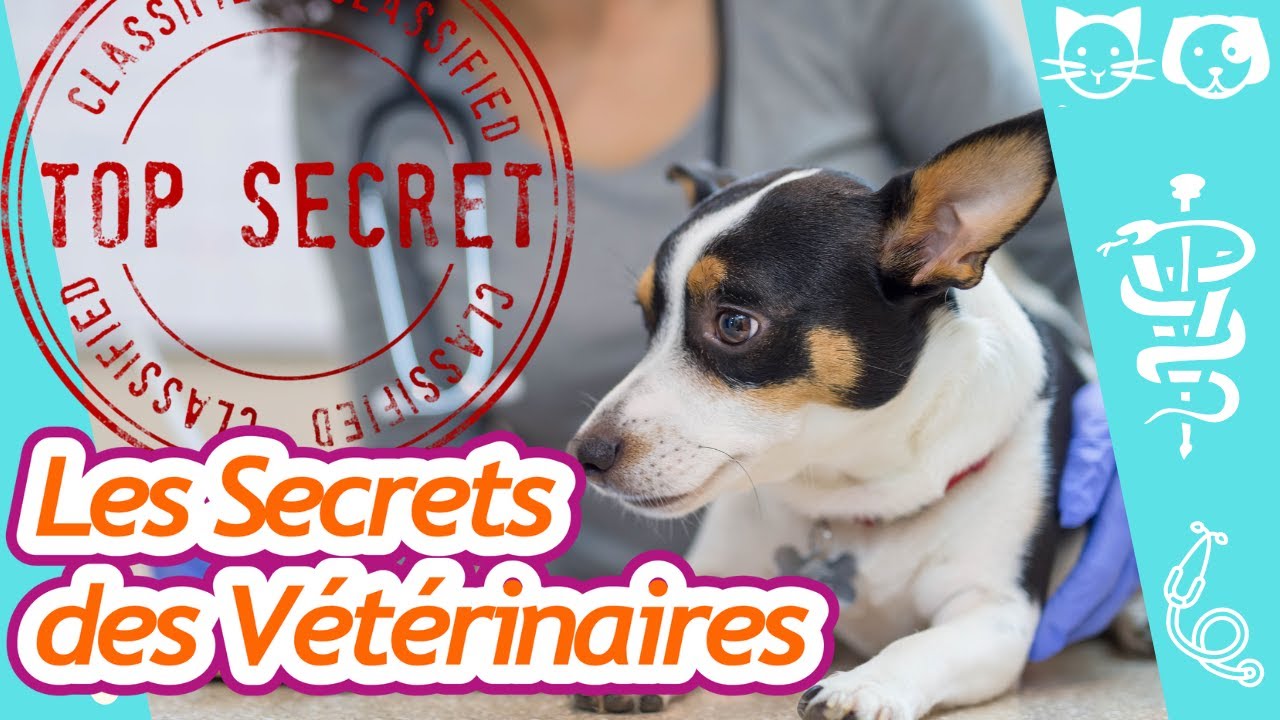 LES GESTES SECRETS DES VÉTÉRINAIRES EN CONSULTATION !