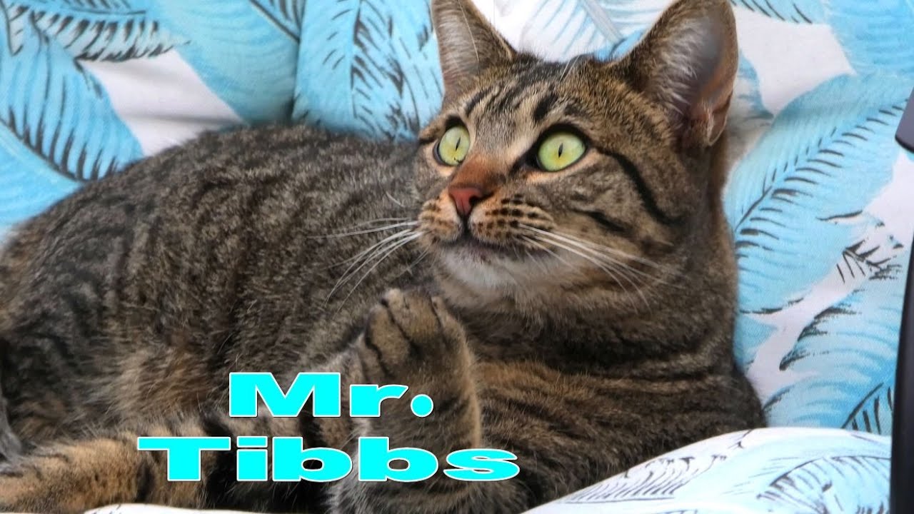Mr. Tibbs #cute #cat