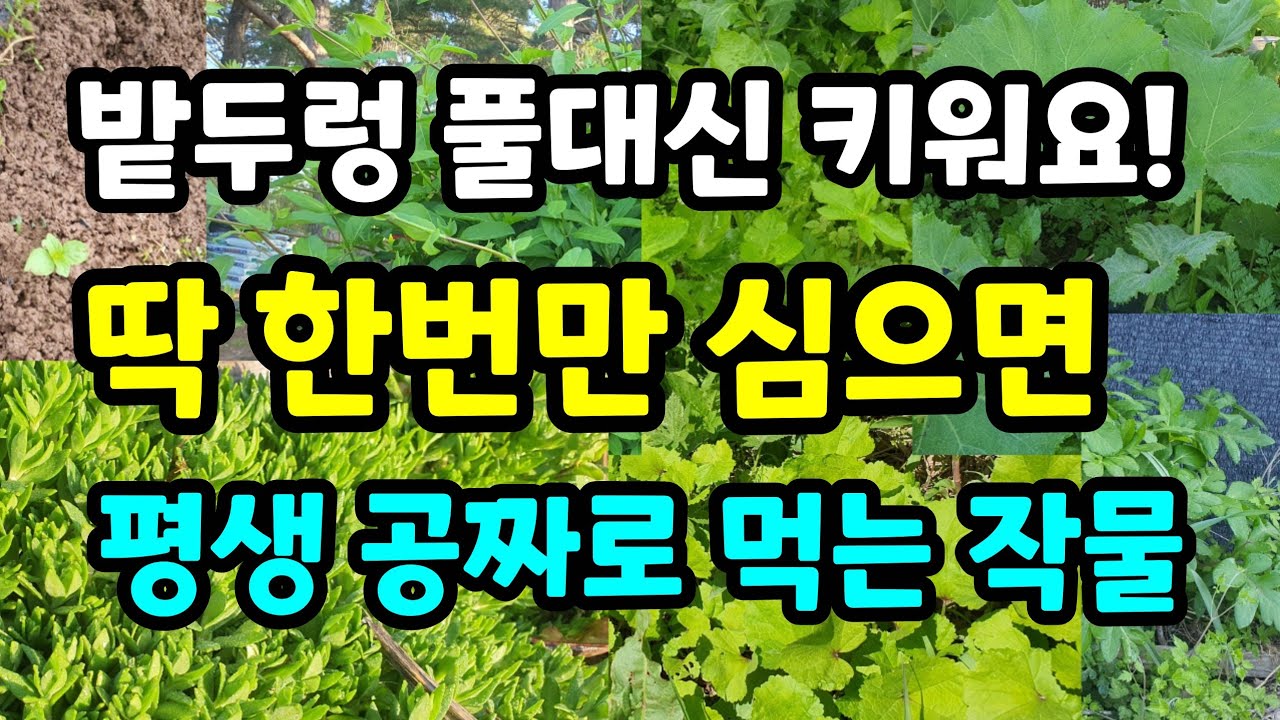 이것을 심으면 밭두렁 풀 베지 않아도 됩니다.한번 심어 평생 공짜로 먹는 고급 작물 추천