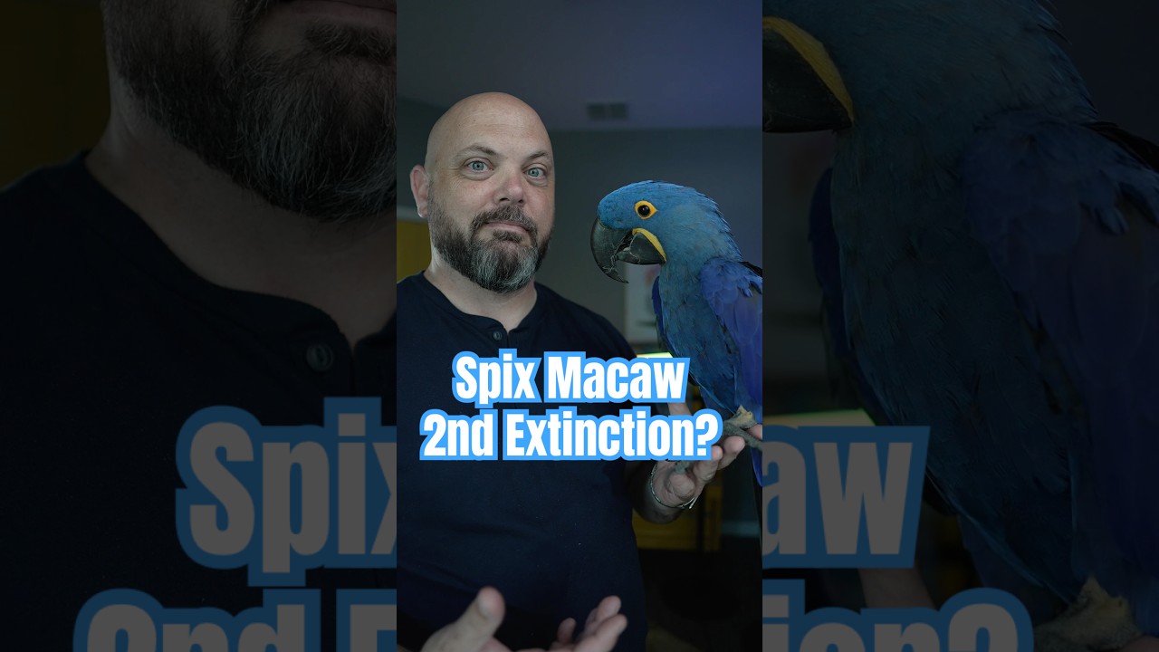 The Spix macaw is facing a potential second extinction in 2025
