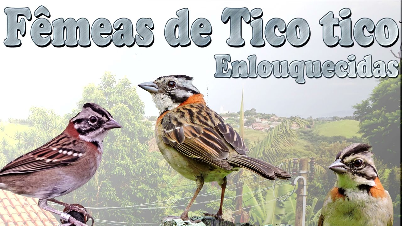 Fêmeas de Tico tico marcheando, chamando, cacarejando e pedindo gala para esquentar seus campeões