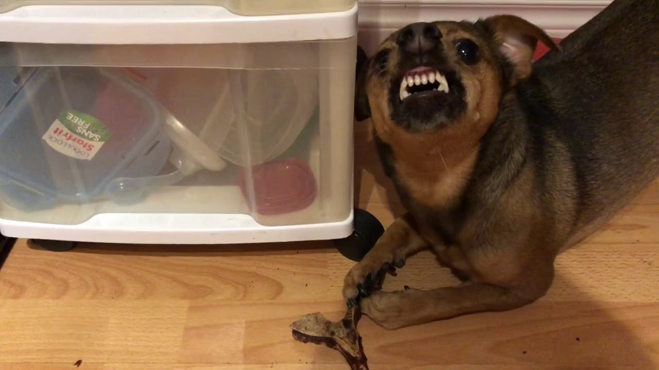 Taking a bone from a dog 3
