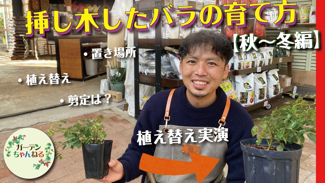 【可愛がりすぎ注意！？】挿し木したバラの育て方について解説します！【バラの挿し木】